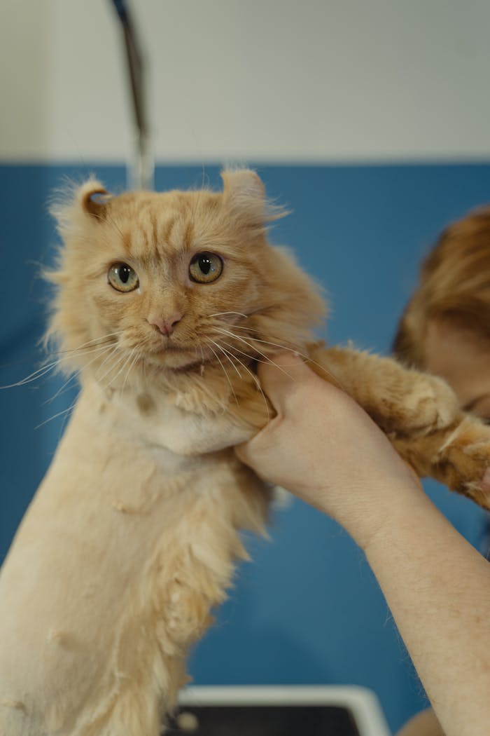 Cute ginger cat with trimmed fur being held gently at a pet salon.