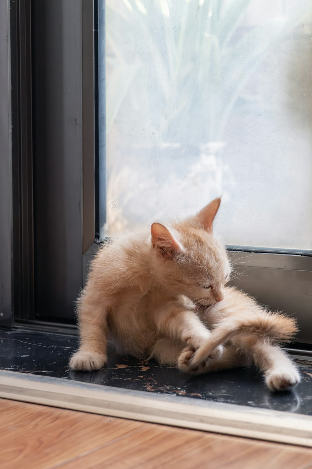 a-small-orange-kitten-grooming-itself-by-a-window-aejvh2fedgm