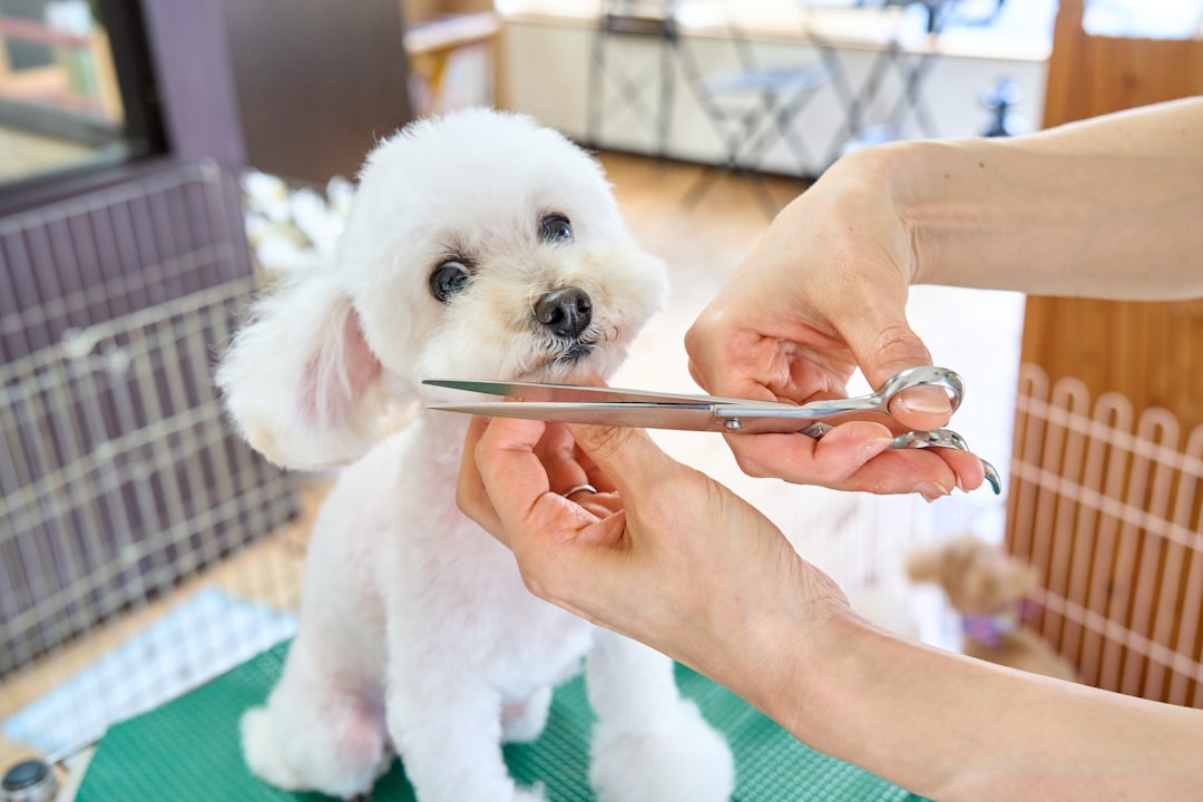 a-small-white-dog-being-cut-with-a-pair-of-scissors-lpk2xddreli
