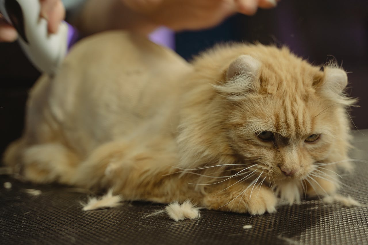 Adorable Persian cat receiving a haircut at a pet grooming session indoors.