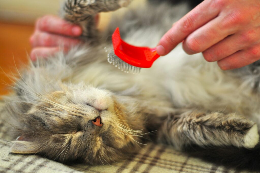 Relaxed cat being groomed with a soft brush, enjoying the warmth indoors.